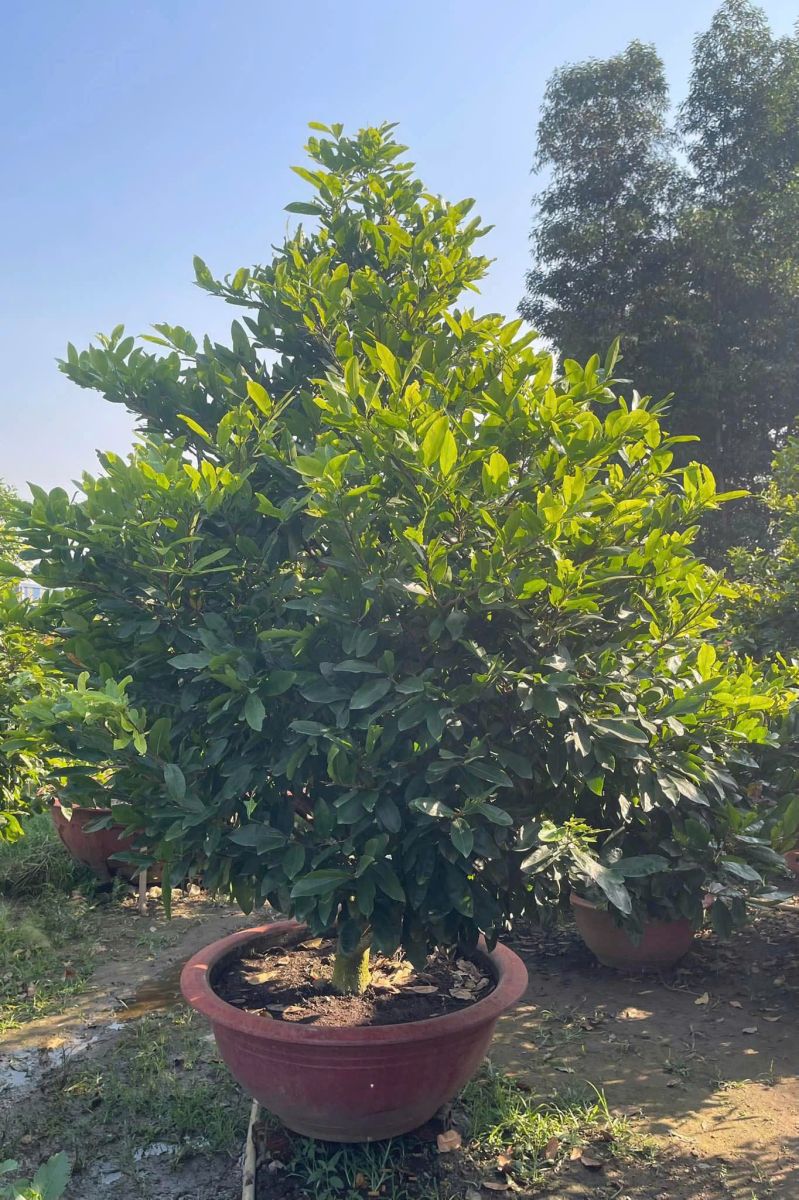 CUNG CẤP SỐ LƯỢNG LỚN CÂY CẢNH - CÂY MAI GIÁ RẺ UY TÍN TẠI VƯỜN DĨ AN, BÌNH DƯƠNG